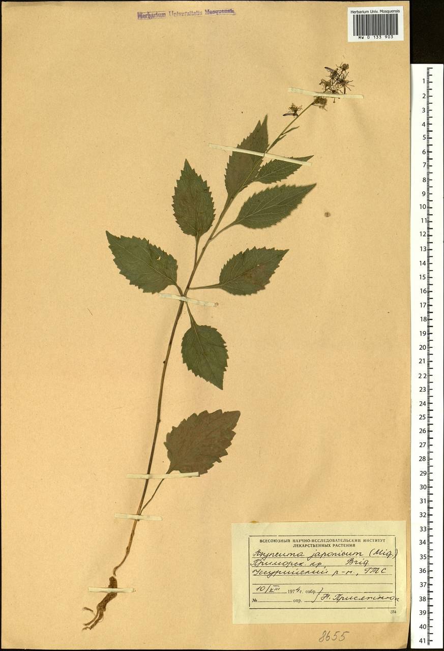 Контурные цветочки