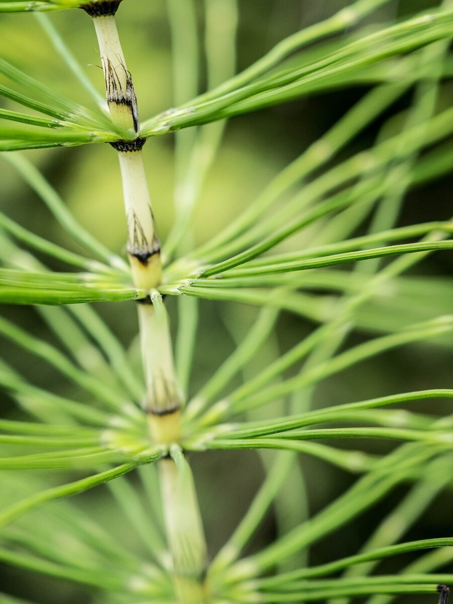 Хвощ (Equisetum)