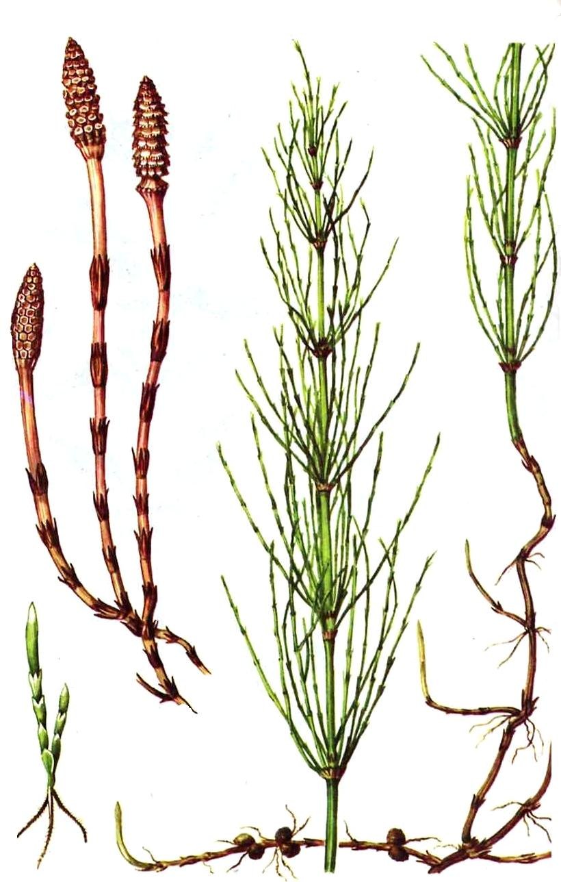 Хвощ полевой Equisetum arvense l.