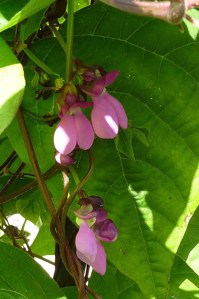 Phaseolus acutifolius