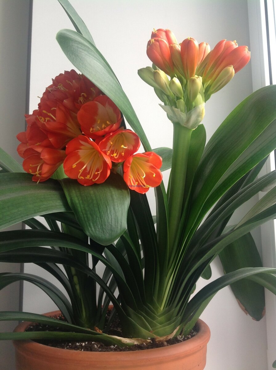 Clivia цветок