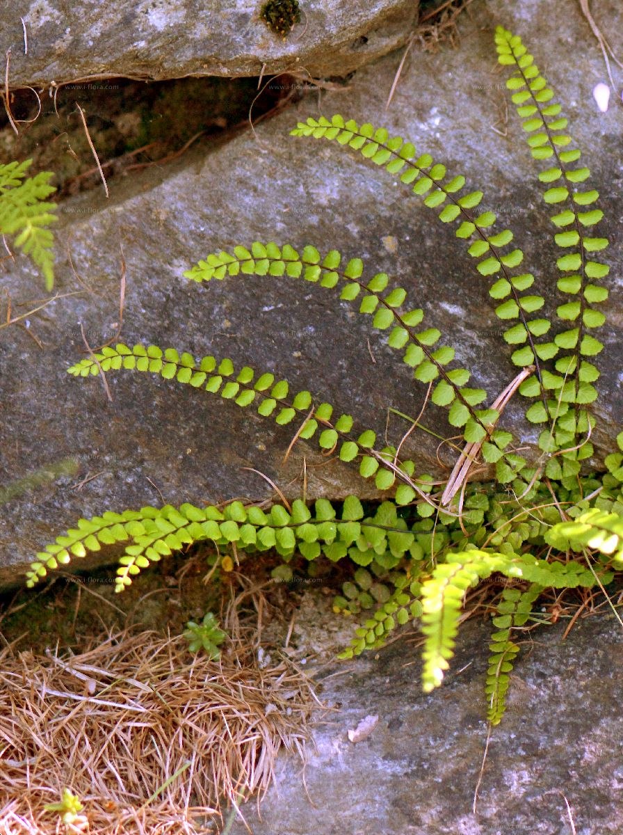 Папоротники Asplenium (Aspleniaceae)