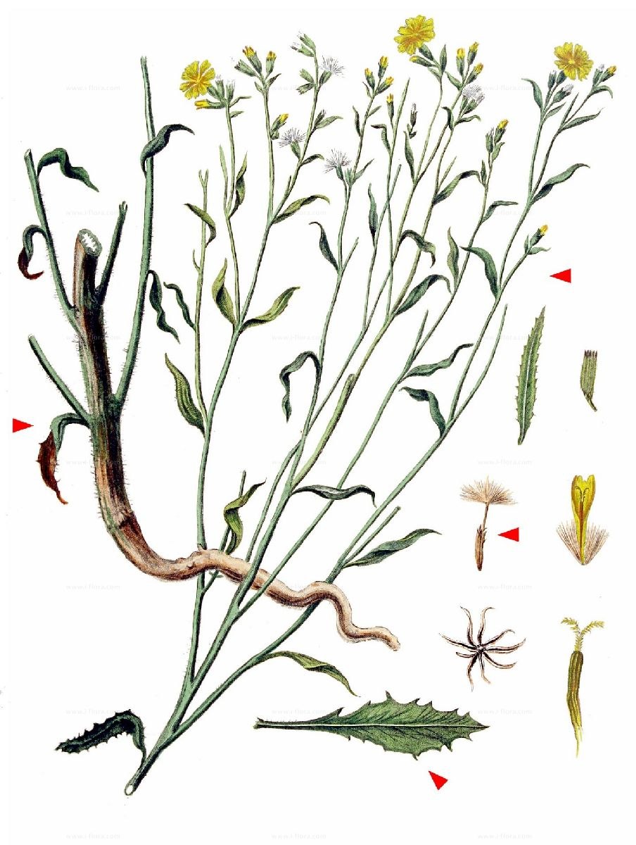 Хондрилла ситниковая