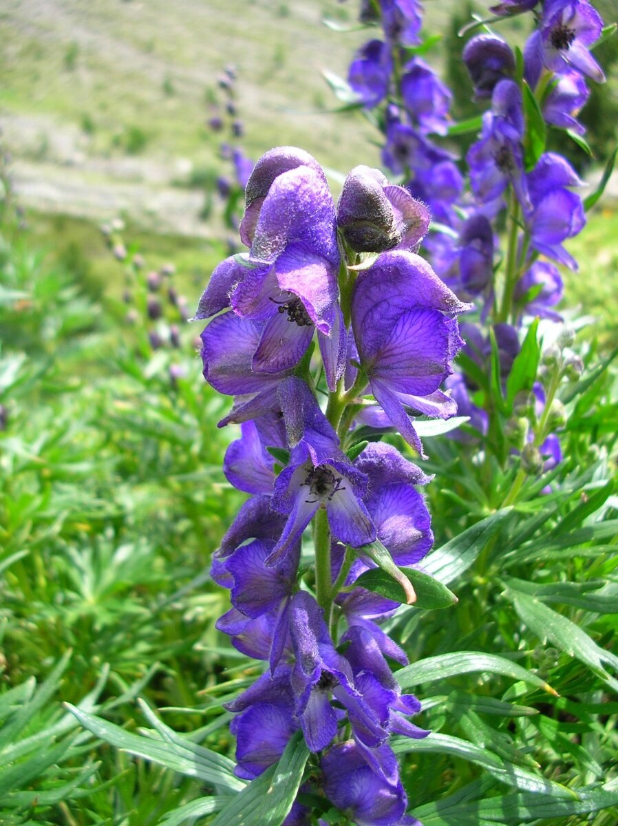 Аконит (борец)