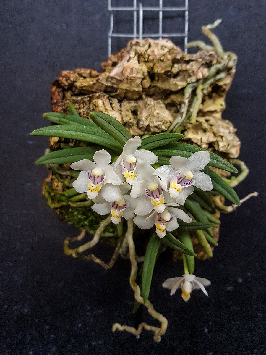 Орхидея Angraecum distichum
