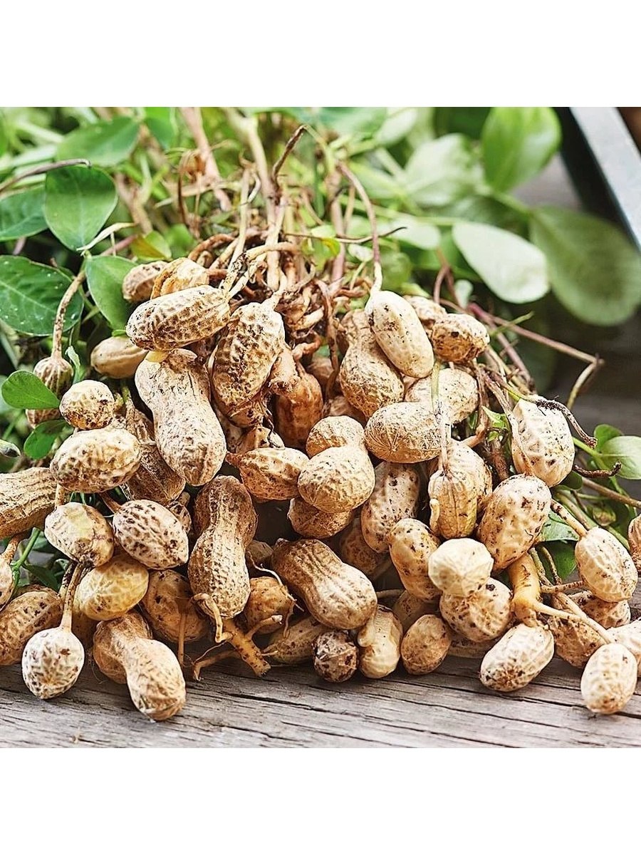 Бамбарский земляной орех