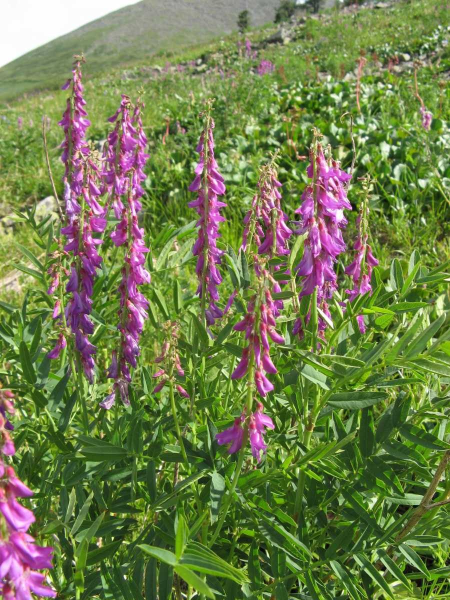 Копеечник Гмелина