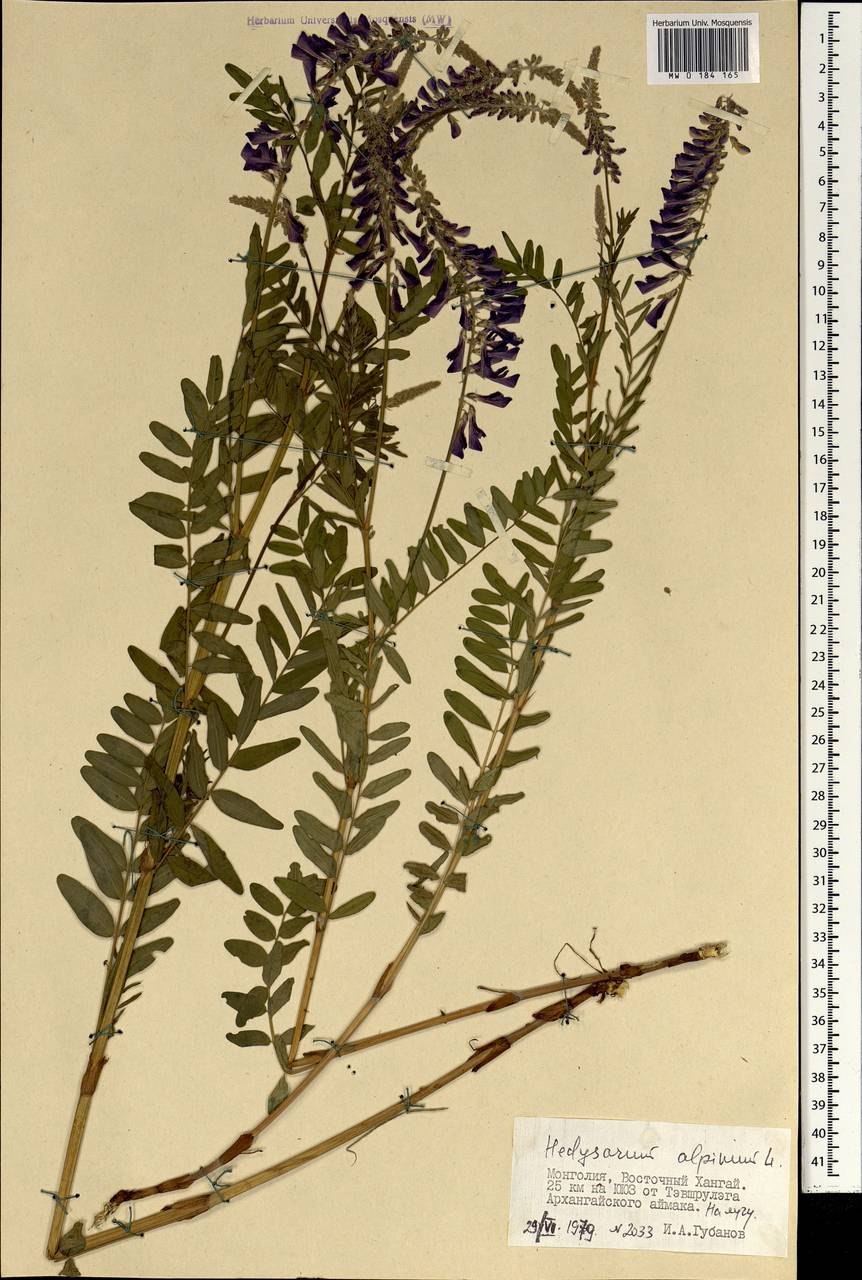 Копеечник горошковидный