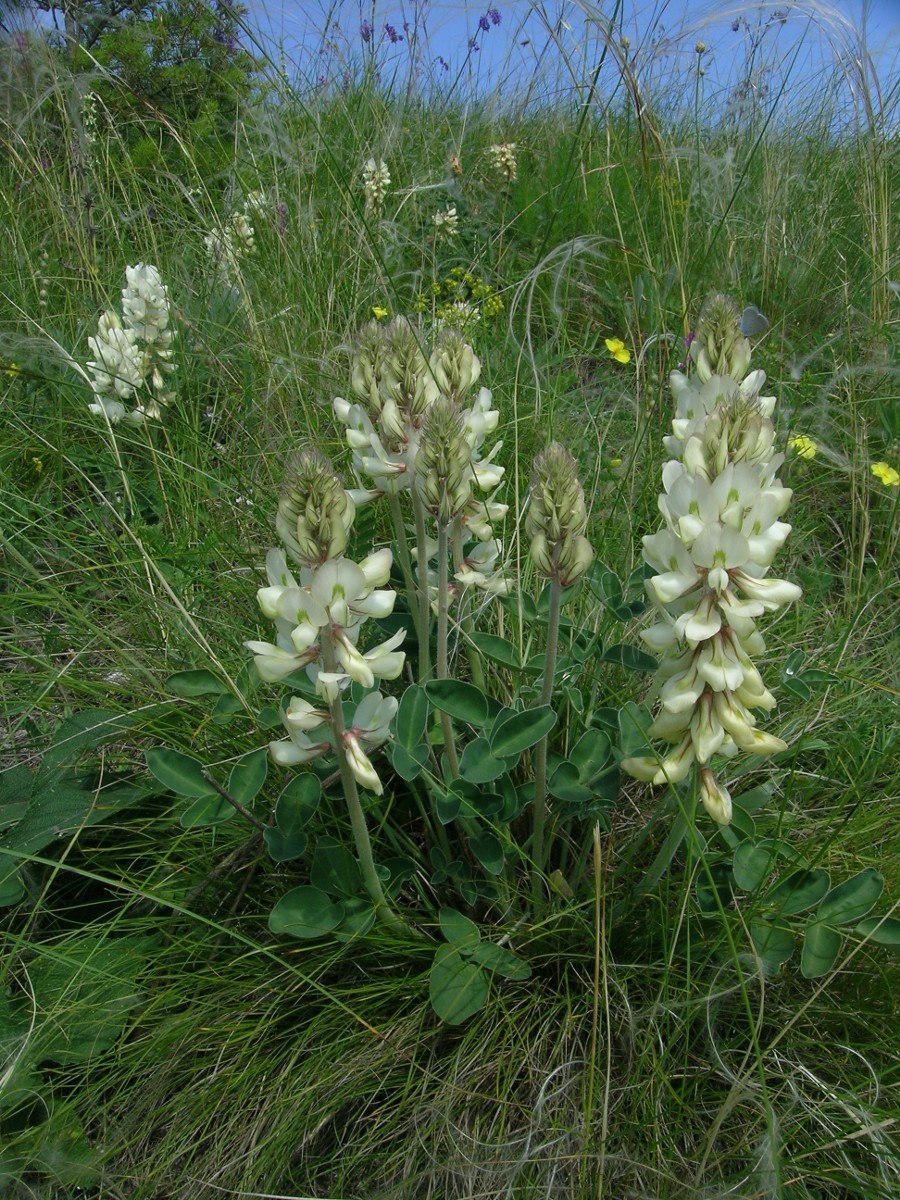 Копеечник джунгарский
