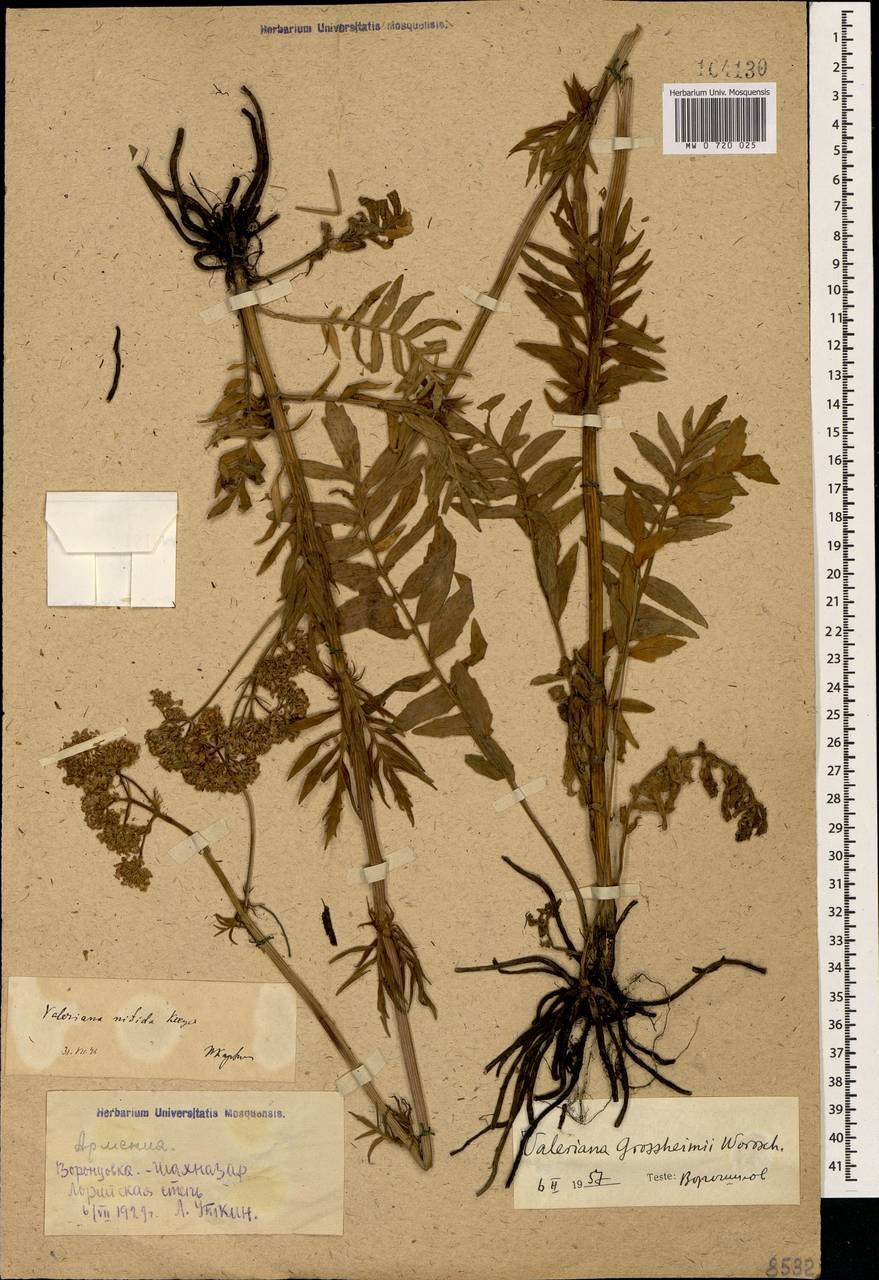 Клаусия солнцепечная