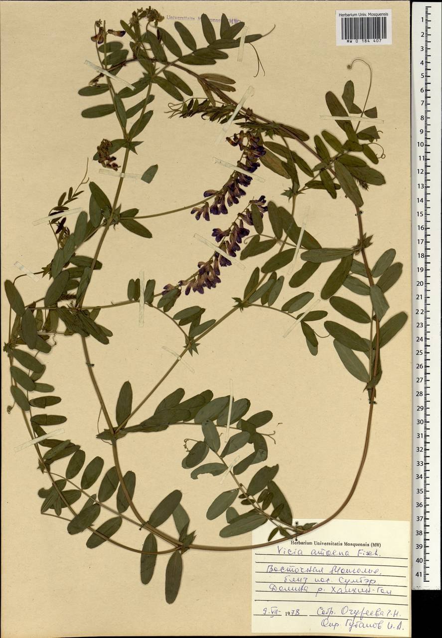 Волноплодник гроссгейма