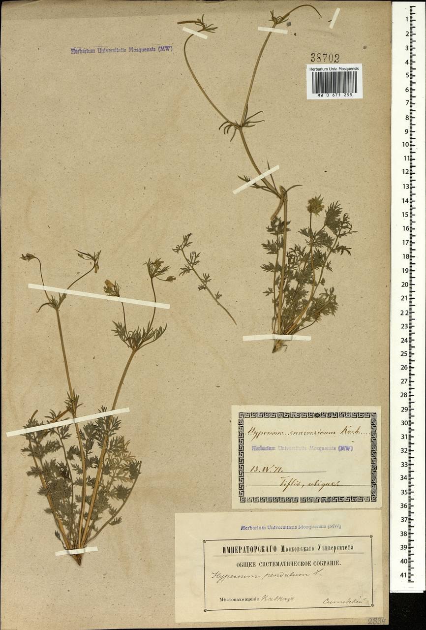 Собака Головача