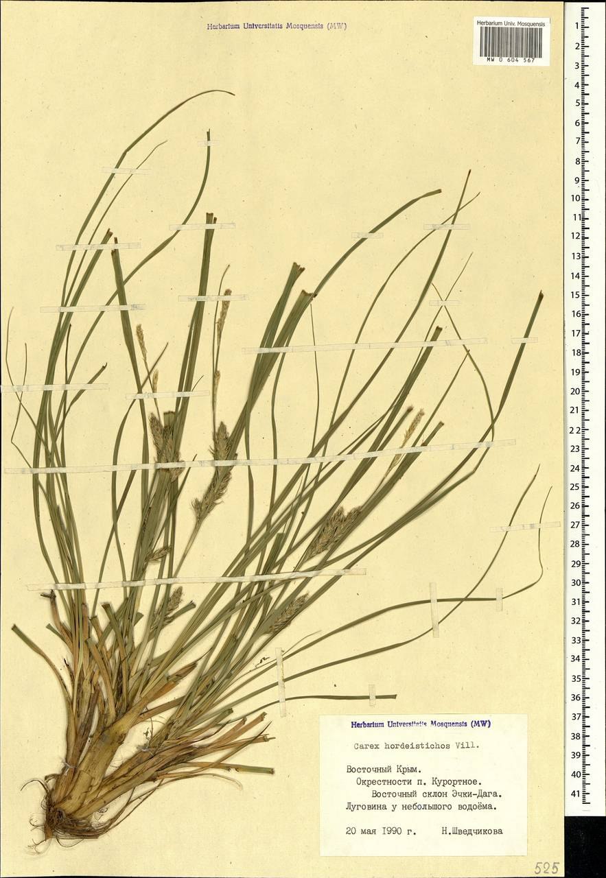 R. maritima растение