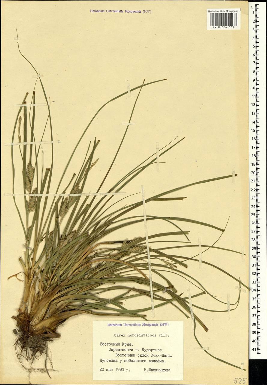Осока подорожниковая Carex plantaginea
