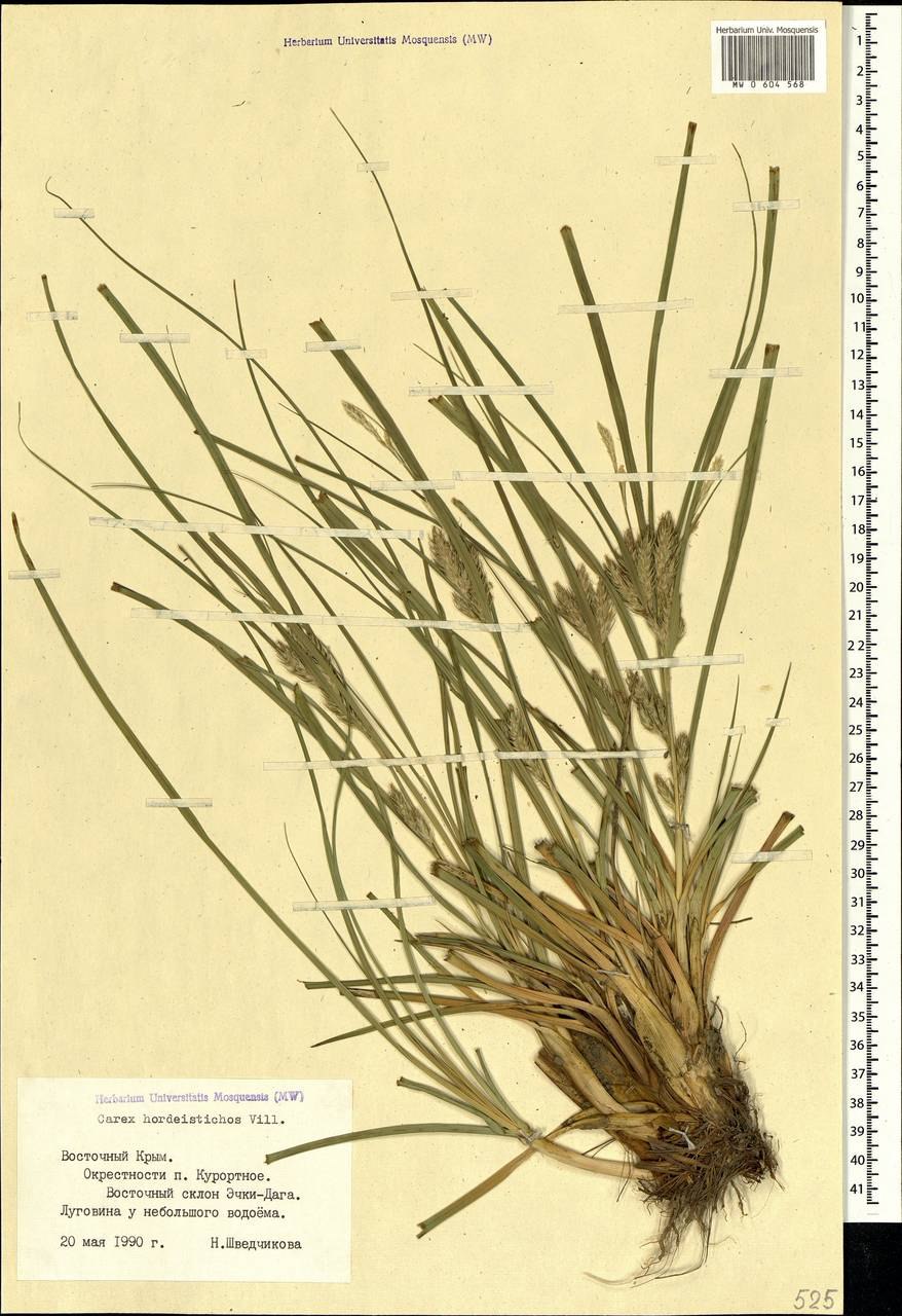 Carex hordeistichos