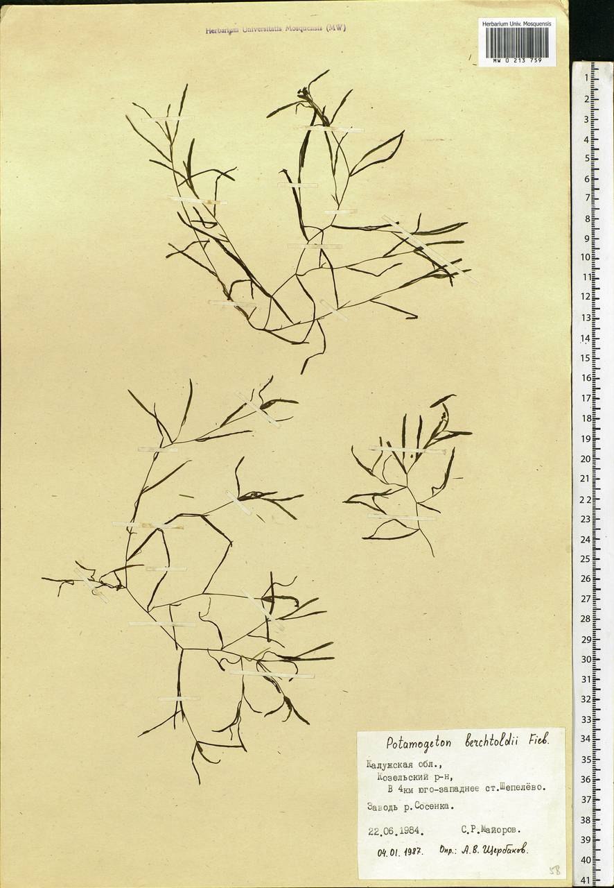 Potamogeton polygonifolius