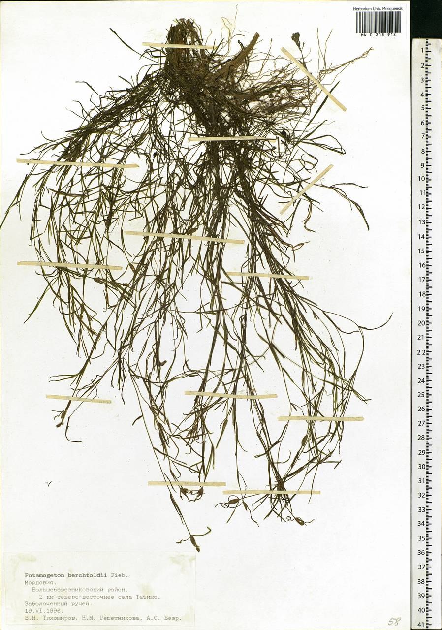 Potamogeton praelongus