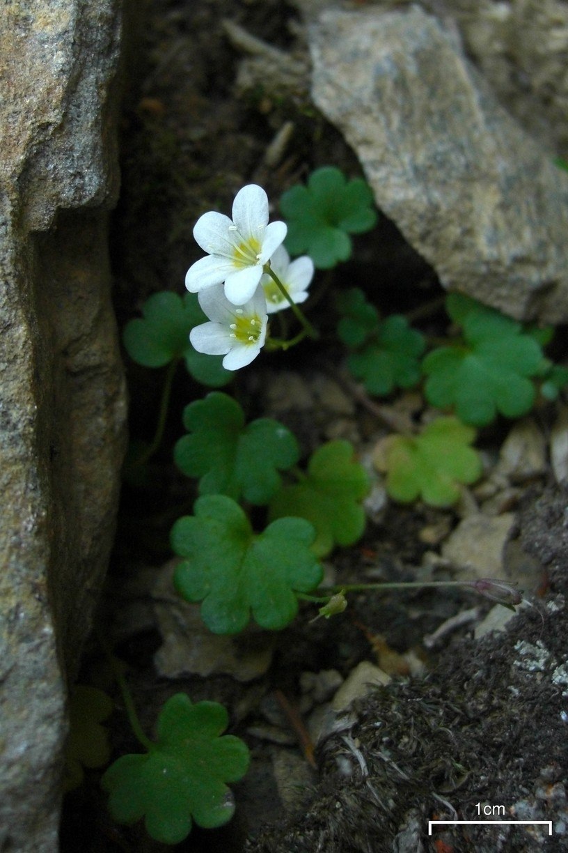 Phacelia sericea