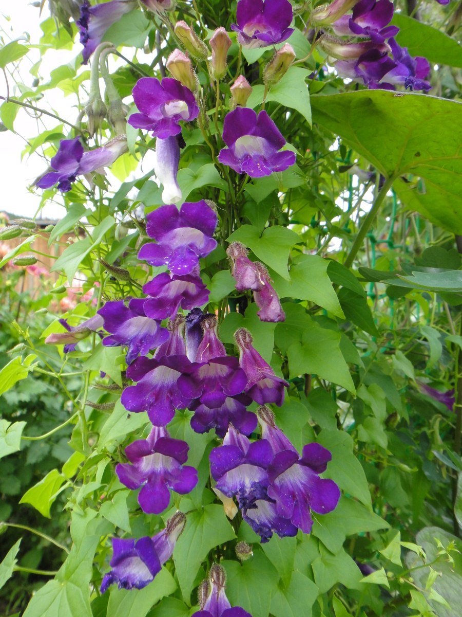 Азарина лазающая