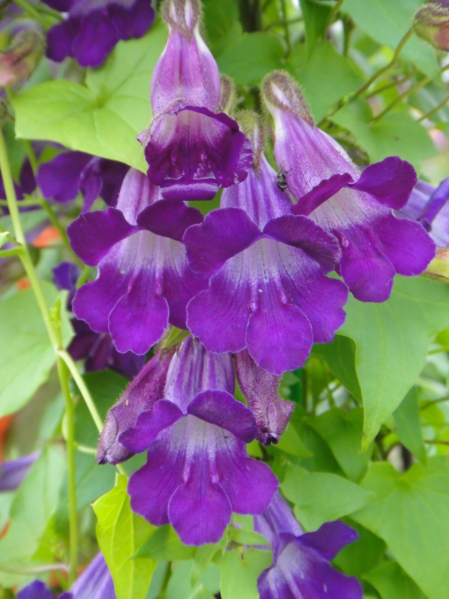 Азарина лазающая Мексиканская красавица