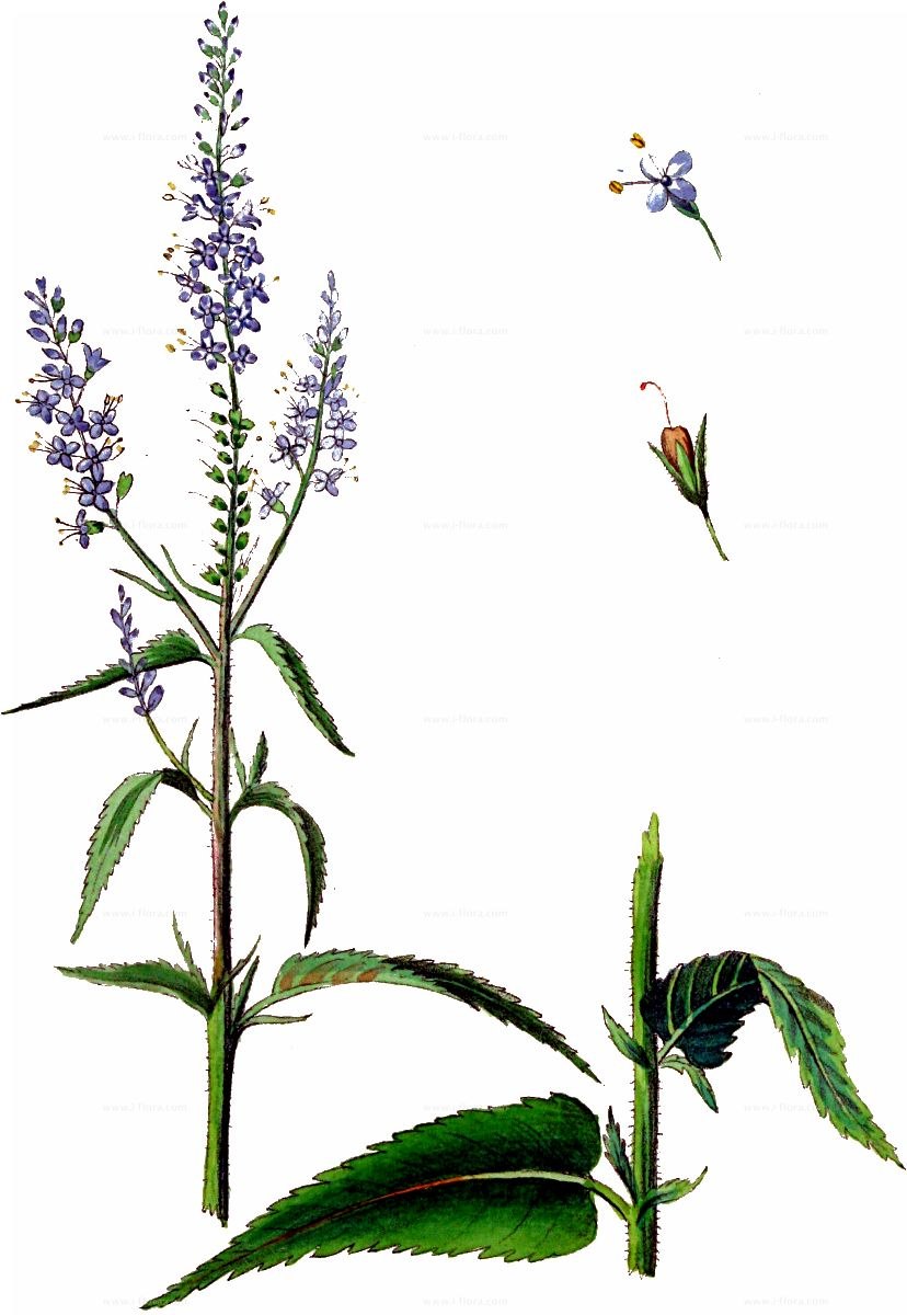 Растение Вероника длиннолистная