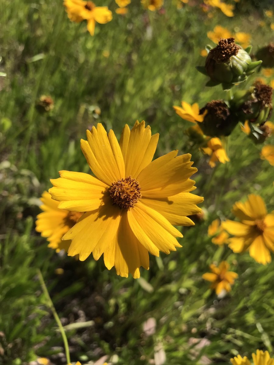 Кореопсис многолетний Голдфинк