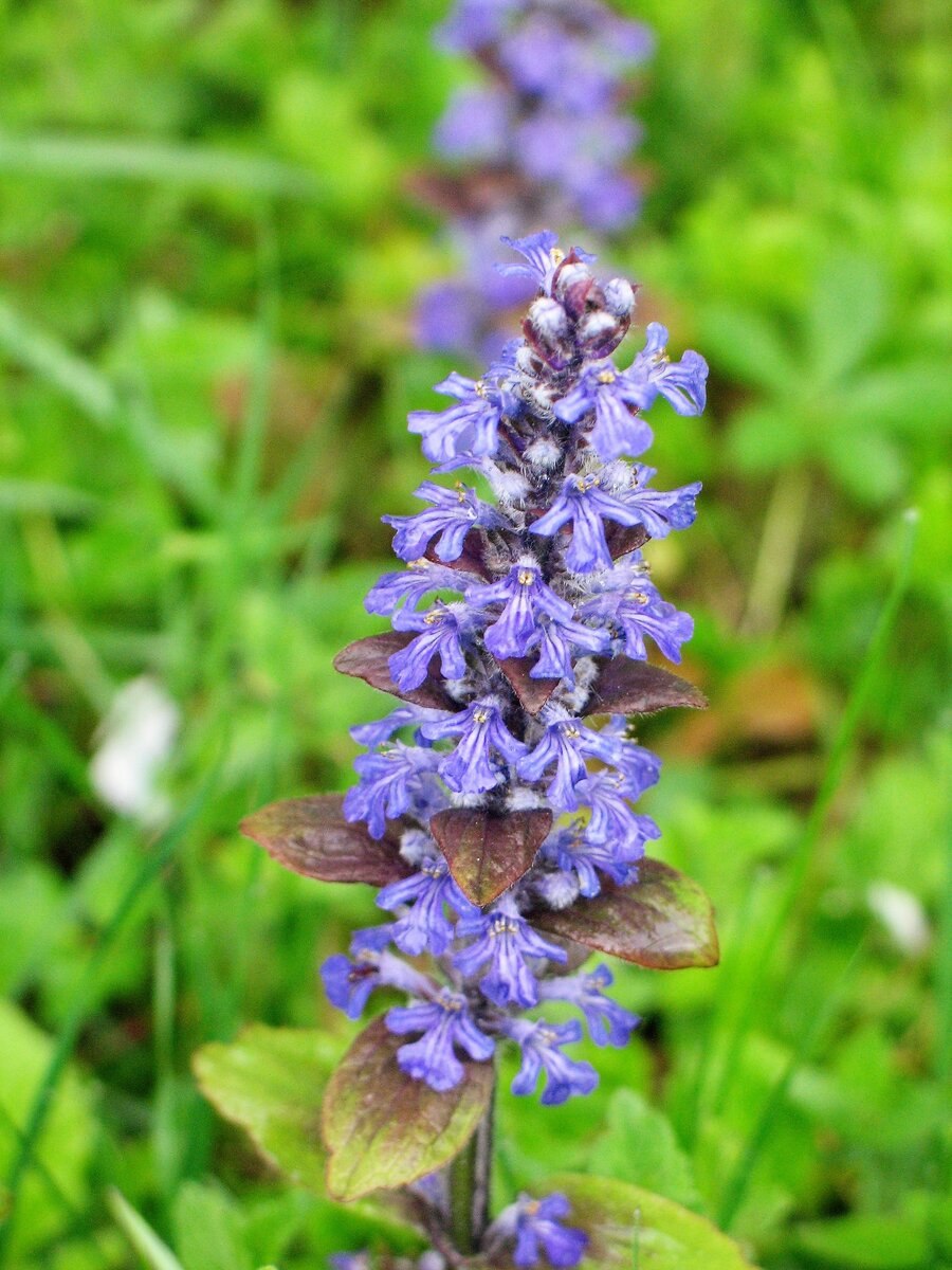 Живучка Блуберри