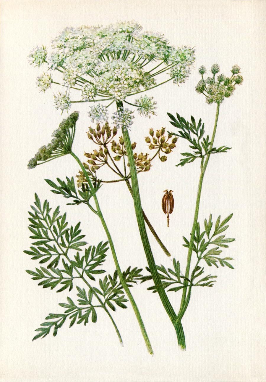 Купырь морковник