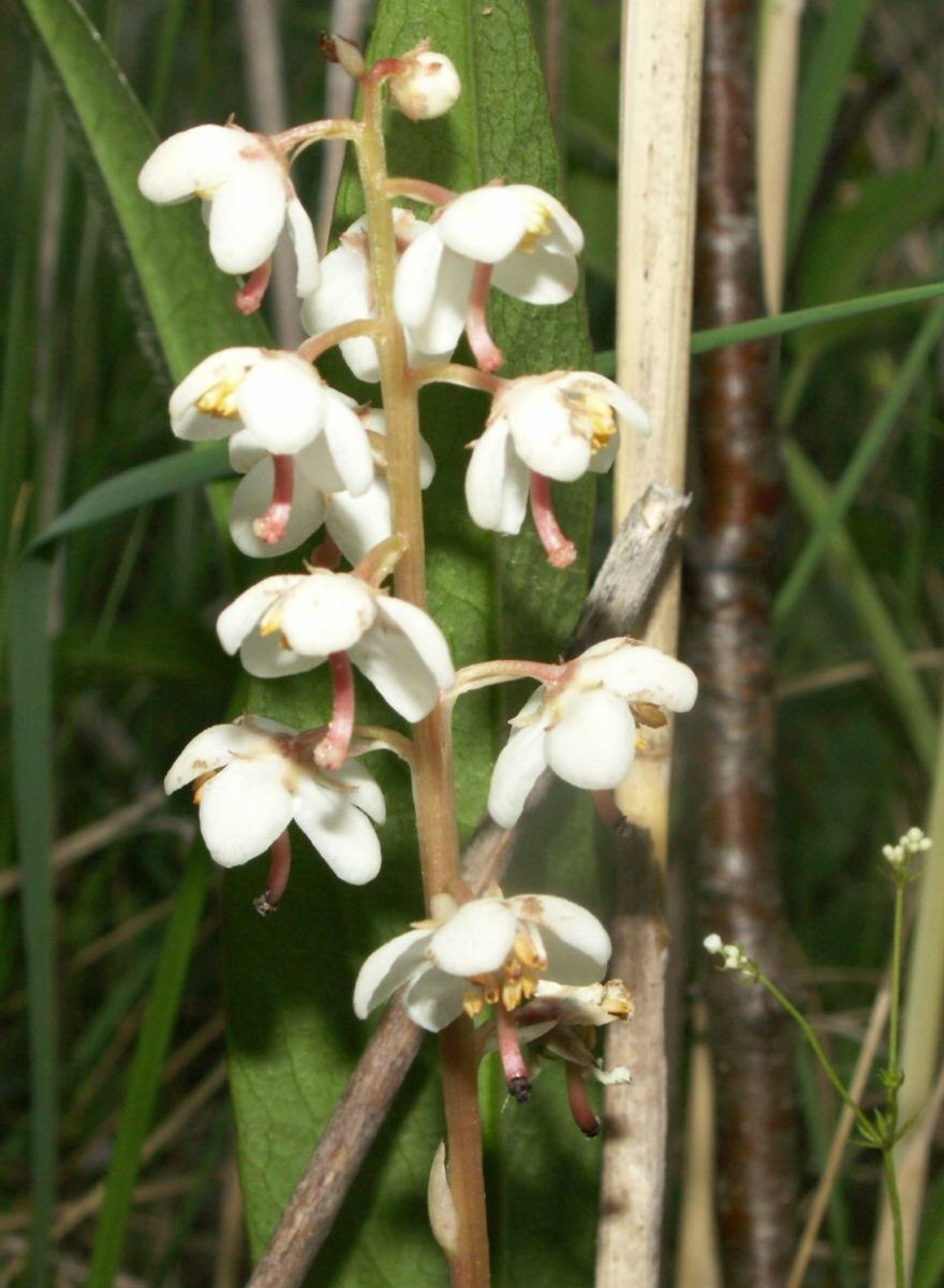 Pyrola Media Swartz