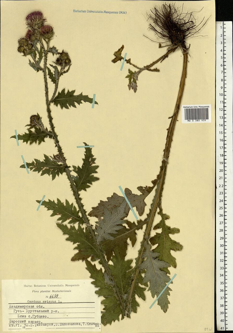 Чертополох курчавый с семенами