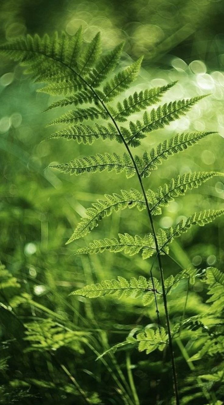Папоротники летом