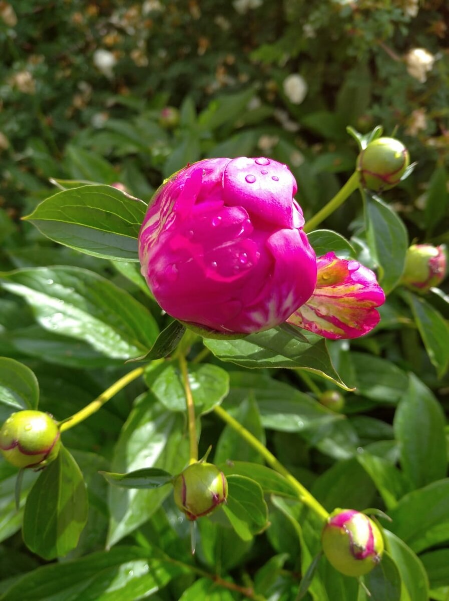 Пион (Paeonia) japonica