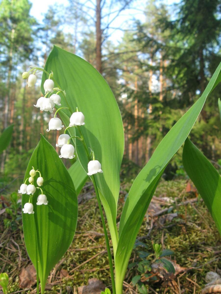 Ландыш Майский Крым