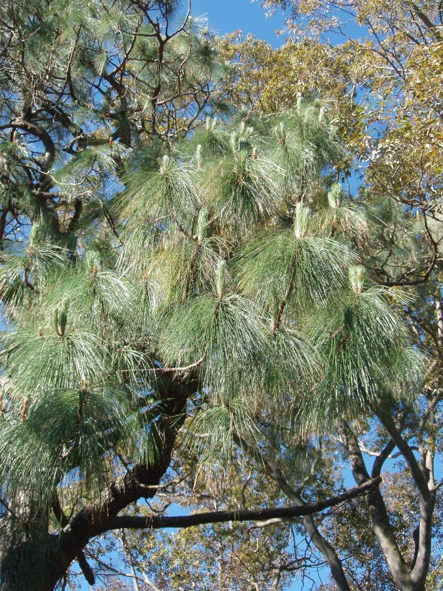 Pinus roxburghii