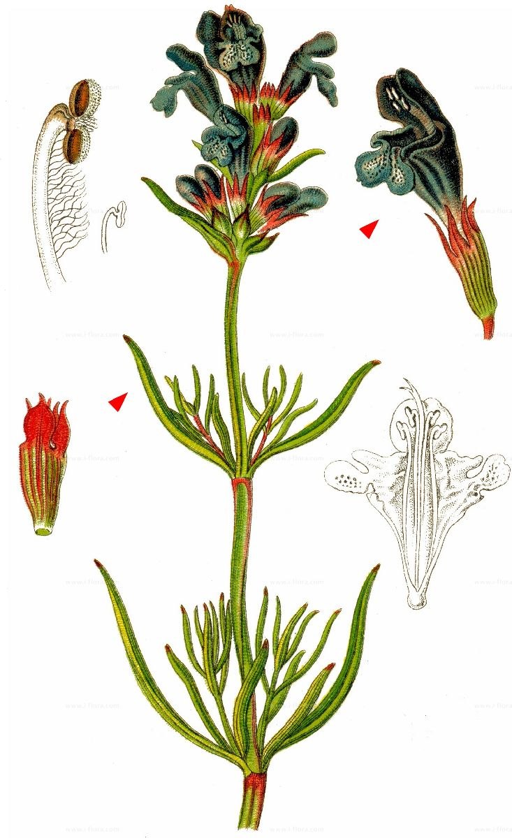 Растения семейства вошизиевые