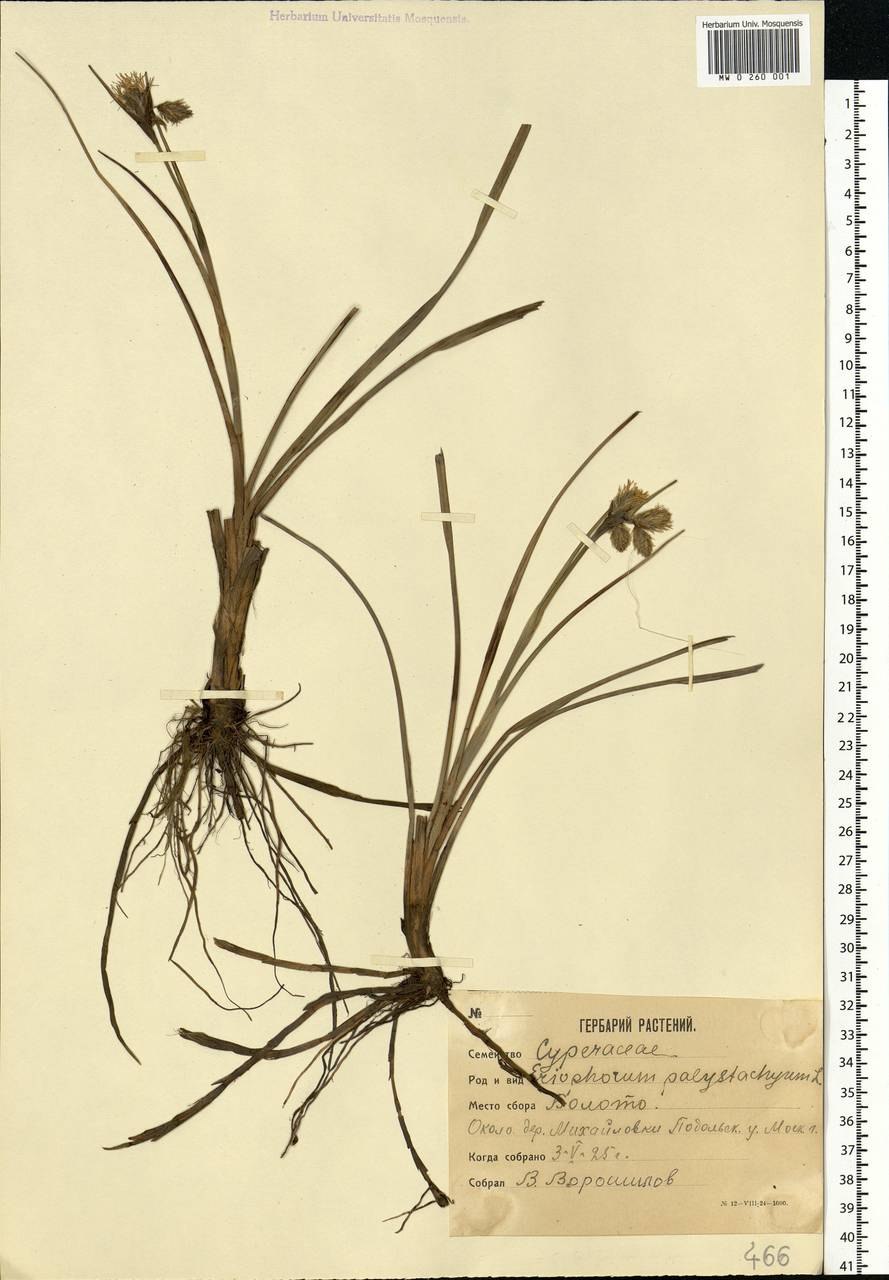 Пушица узколистная формула цветка