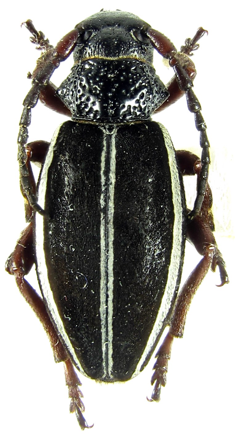 Hyperaspis erythrocephala