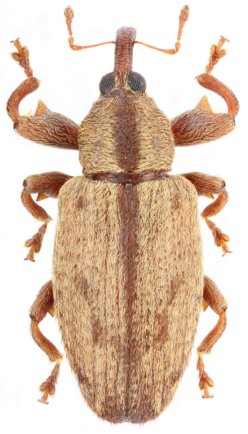 Эпидендровые триба