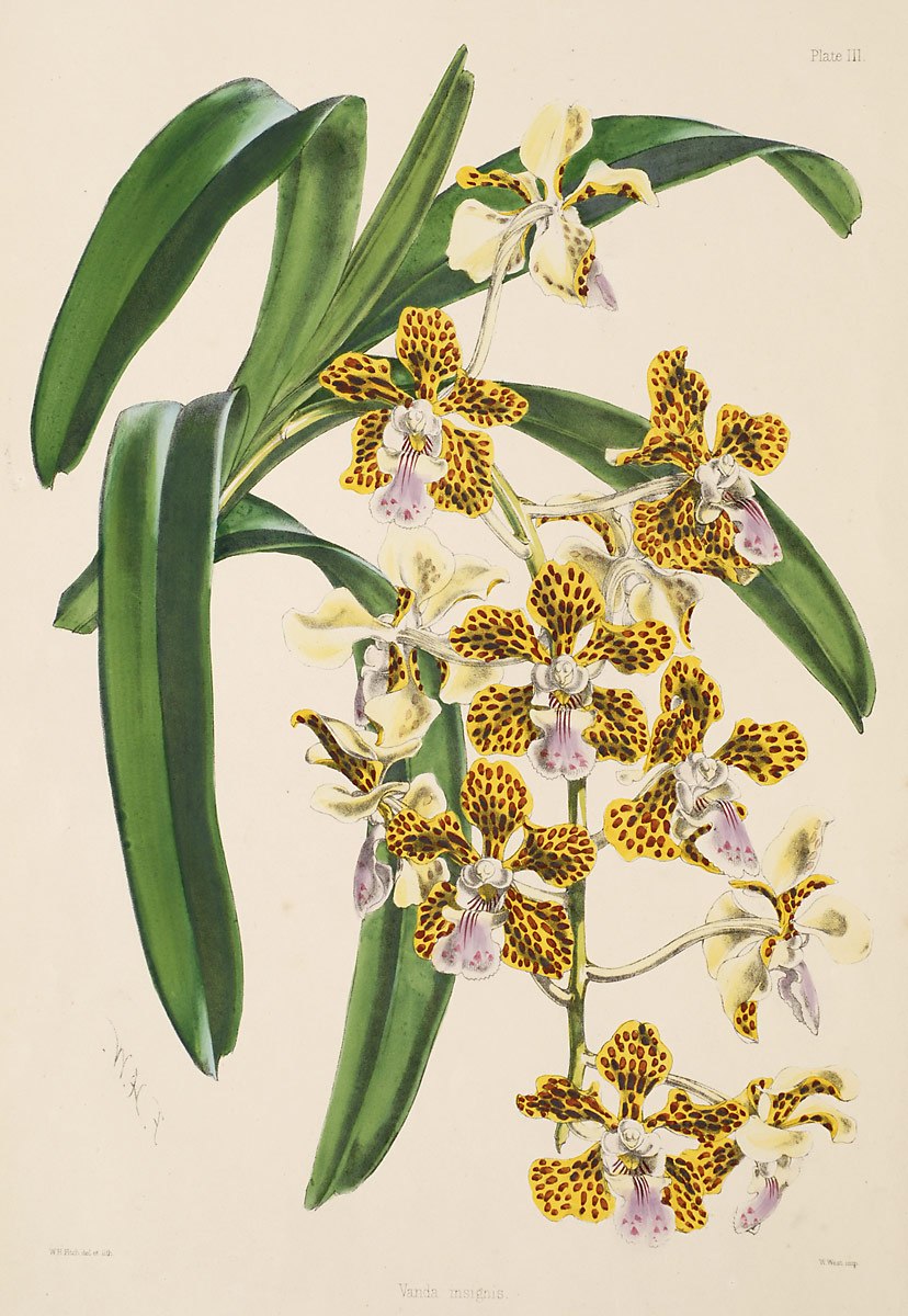 Aspasia Epidendroides