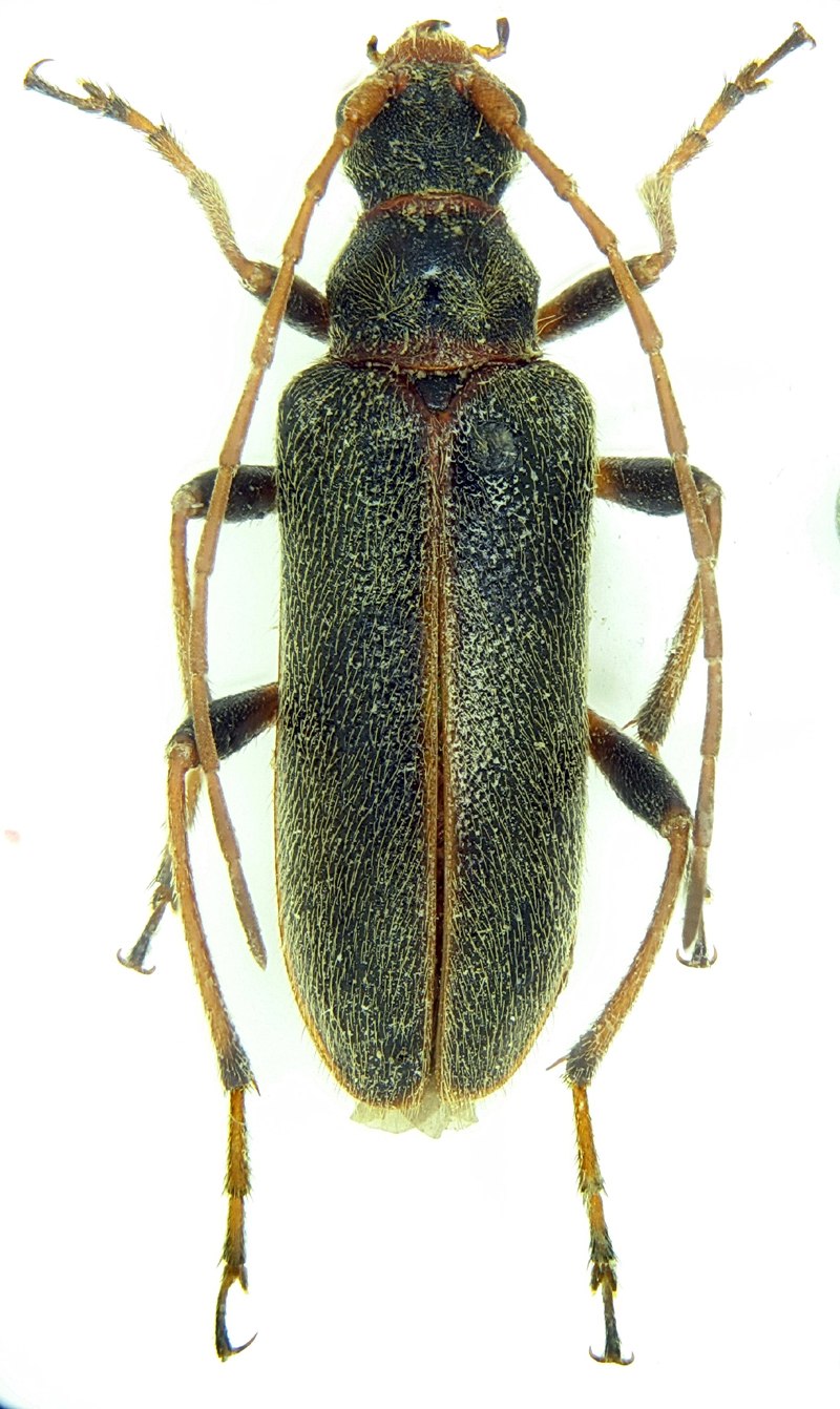 Phytoecia hirsutula Fröl