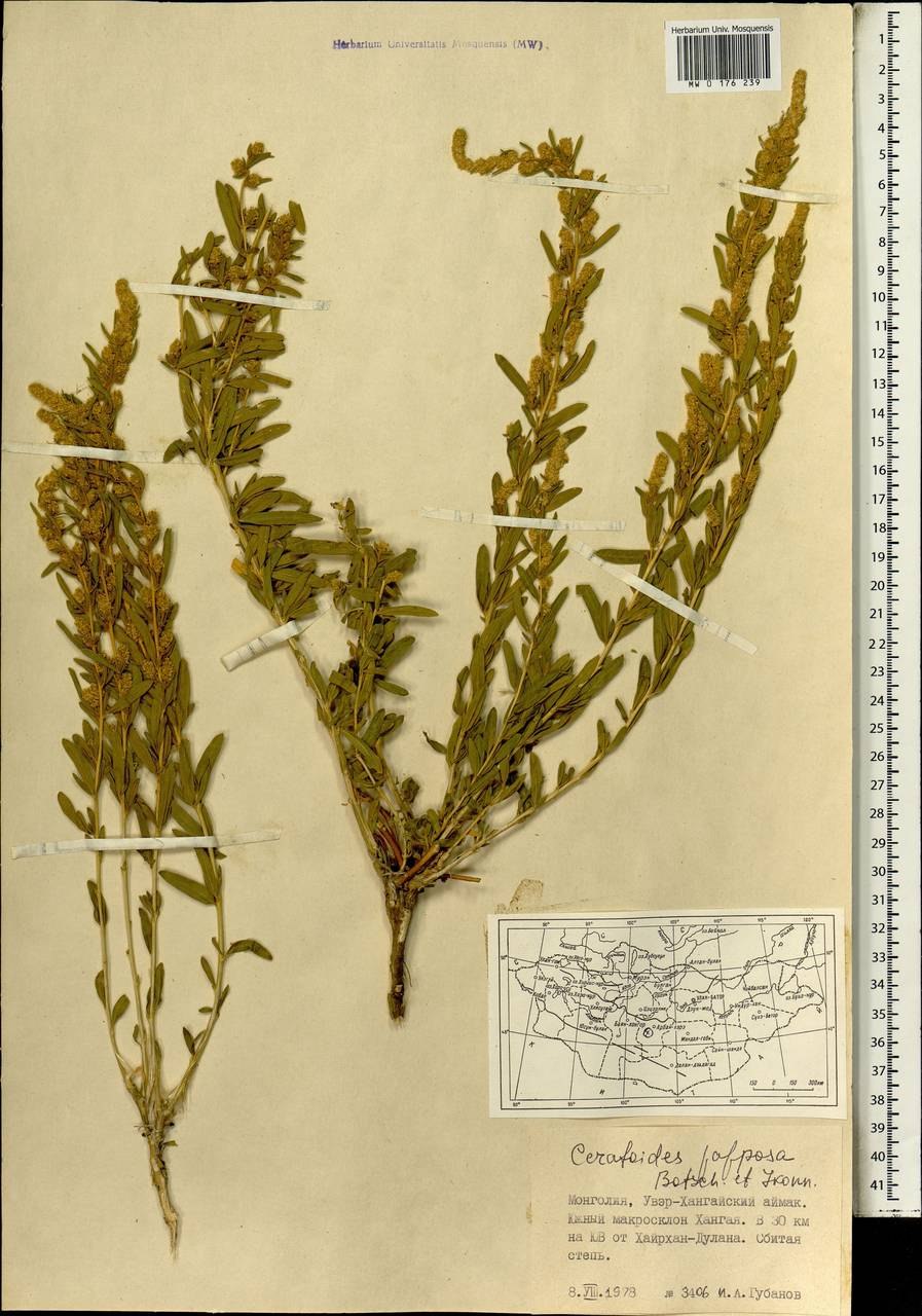 Крашенинниковия Ленская Krascheninnikovia lenensis (Kumin.)