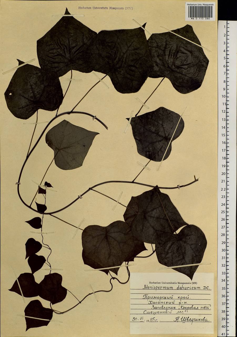 Осенний кленовый лист фото