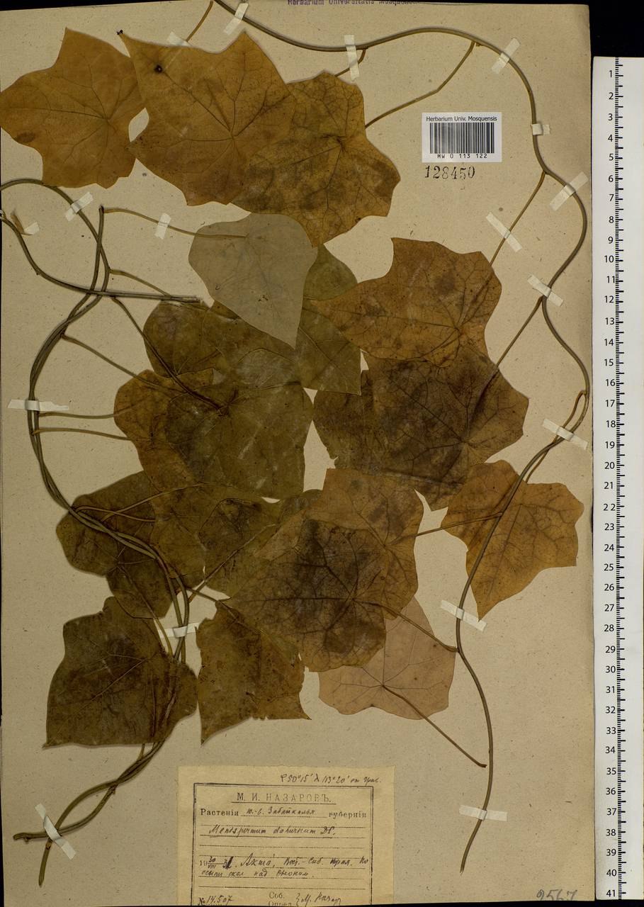 Menispermum canadense