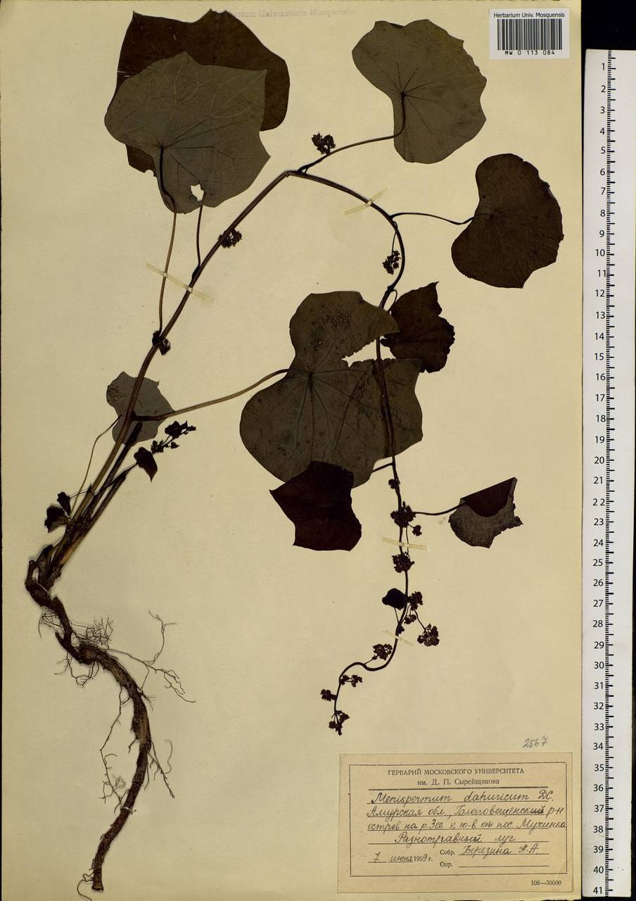 Хондродендрон войлочный