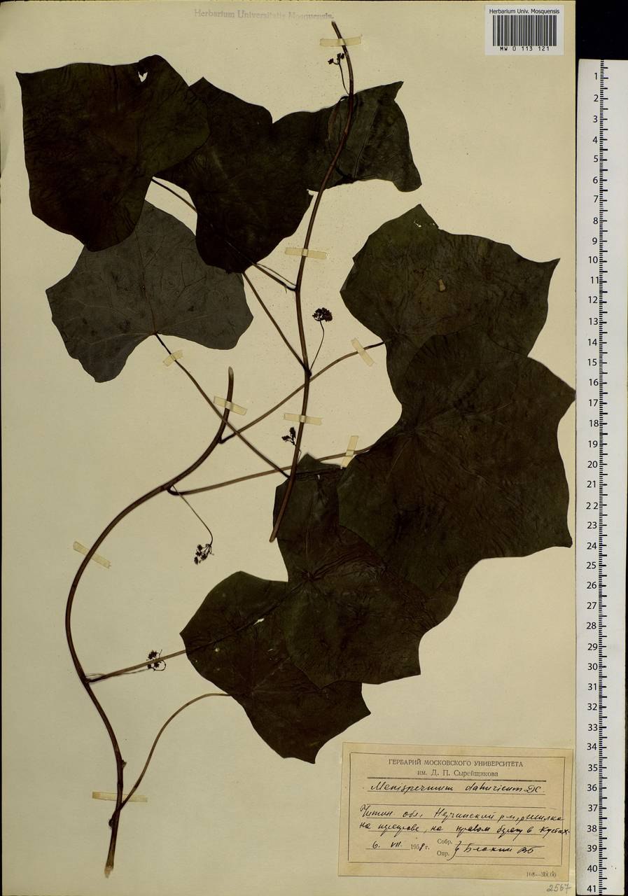 Луносемянник даурский