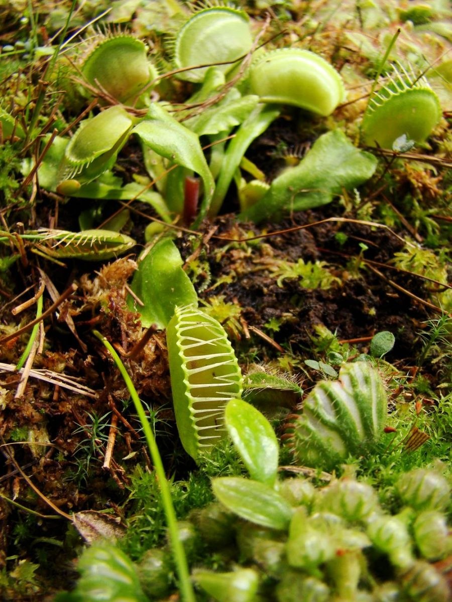 Ежеголовник плоды