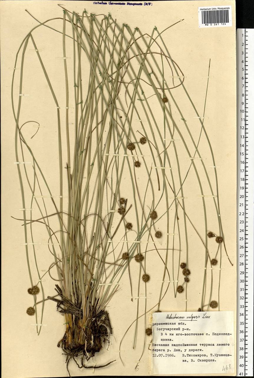 Схеноплектус Озёрный