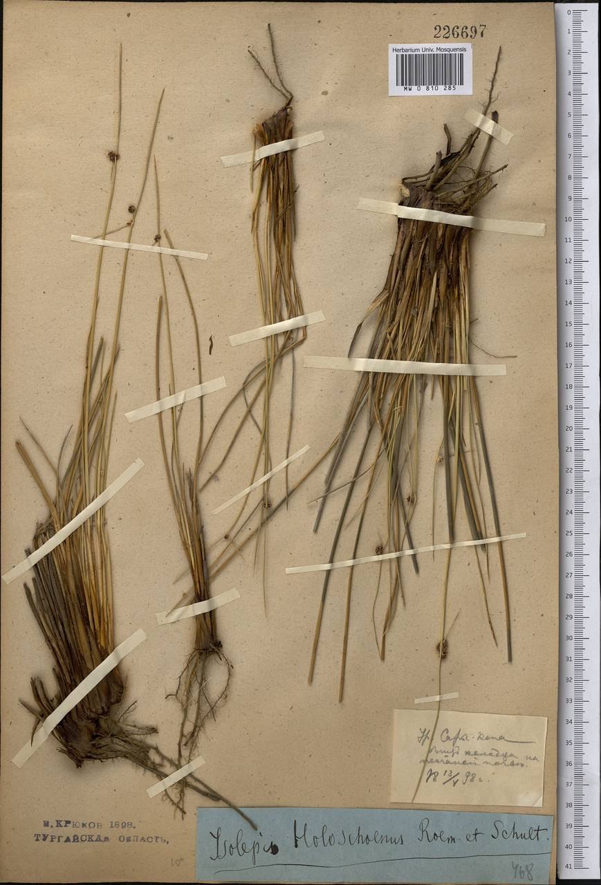 Тростник обыкновенный и камыш