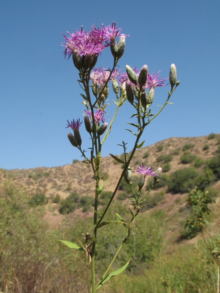 Соссюрея Уральская