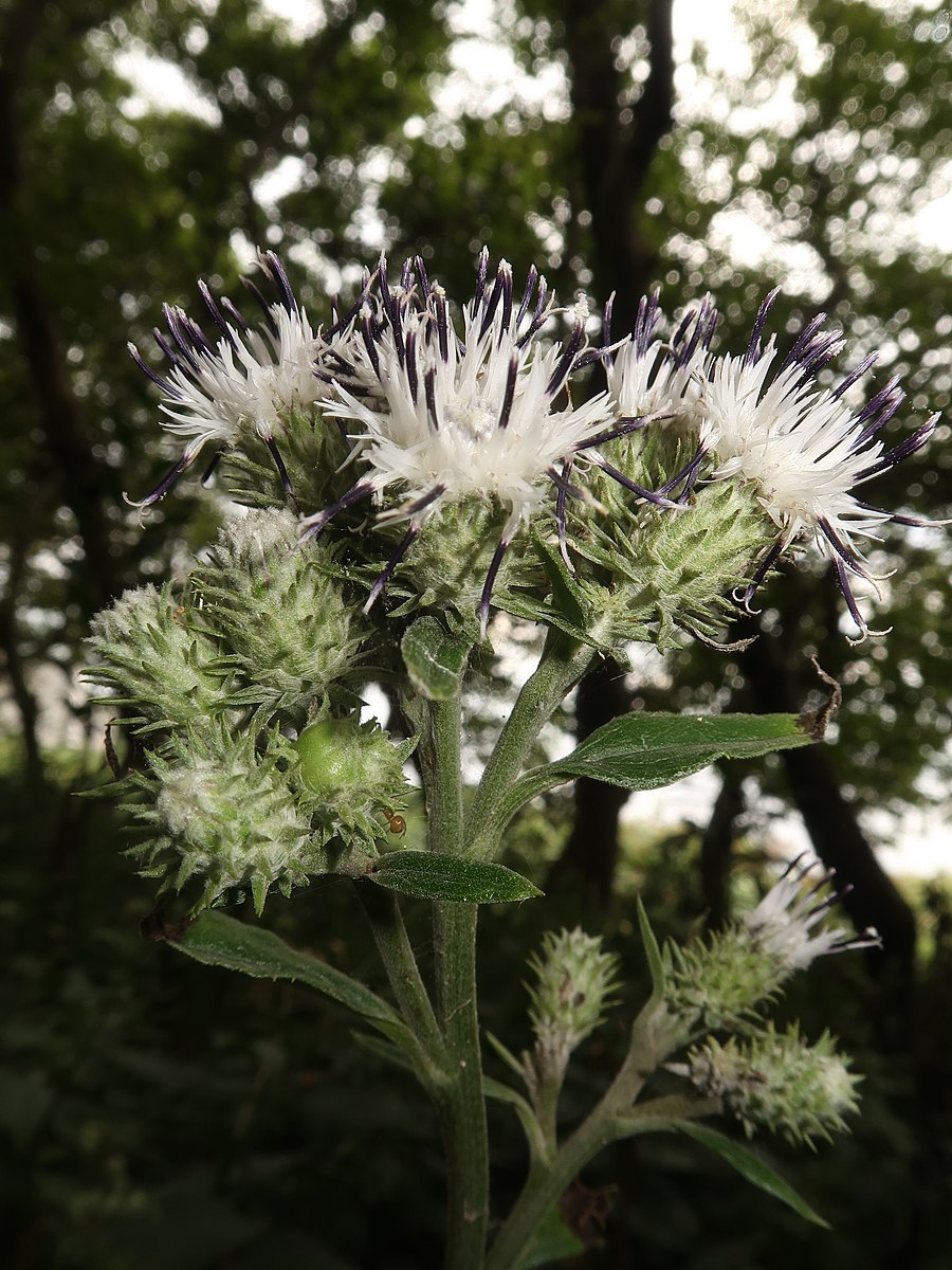 Соссюрея ледниковая